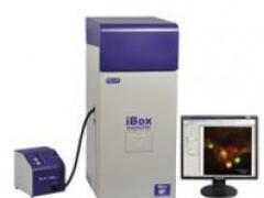 iBox Explorer 活體小動物熒光顯微成像系統